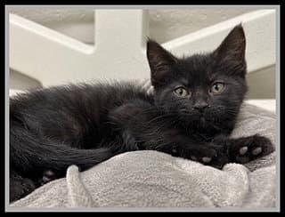 Salamander - Domestic Short Hair