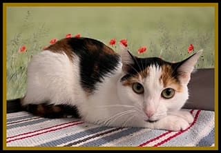 Trixie - Domestic Short Hair