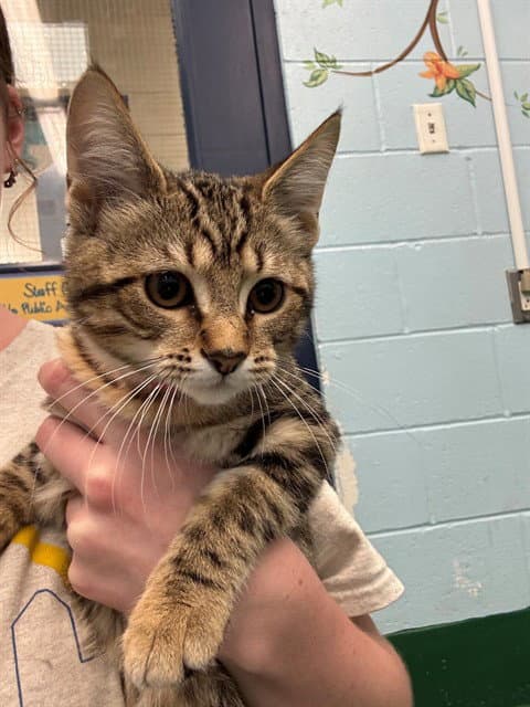 Tetra - Domestic Short Hair