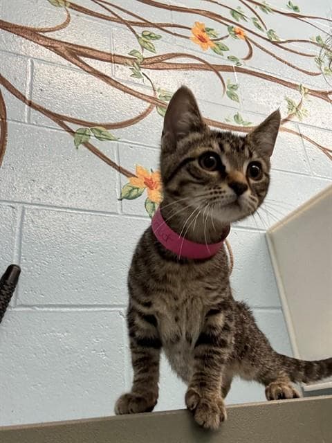 Trout - Domestic Short Hair