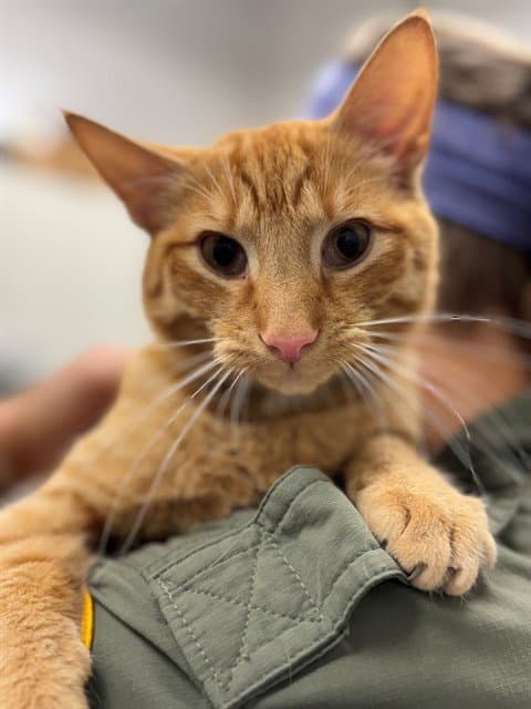 Mac Daddy - Domestic Short Hair