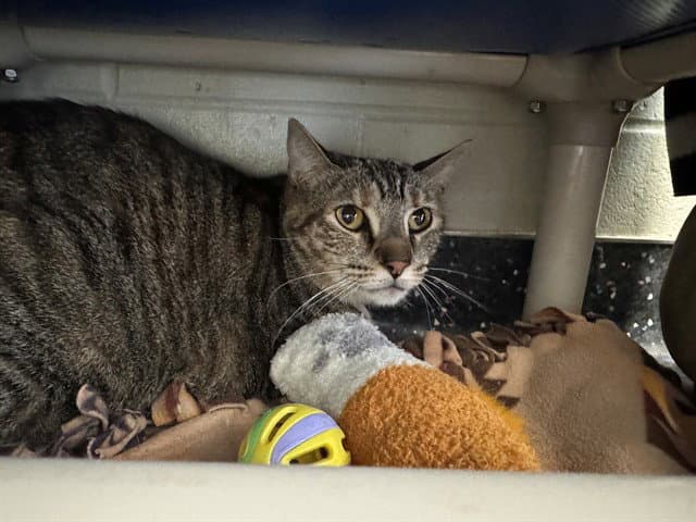 Elsbeth - Domestic Short Hair