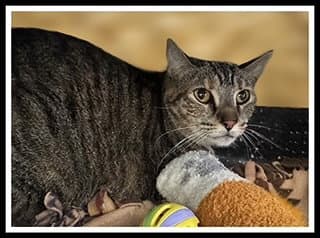 Elsbeth - Domestic Short Hair