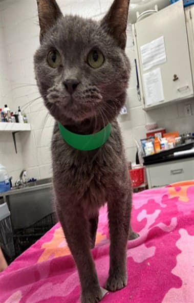 Nineteen - Domestic Short Hair