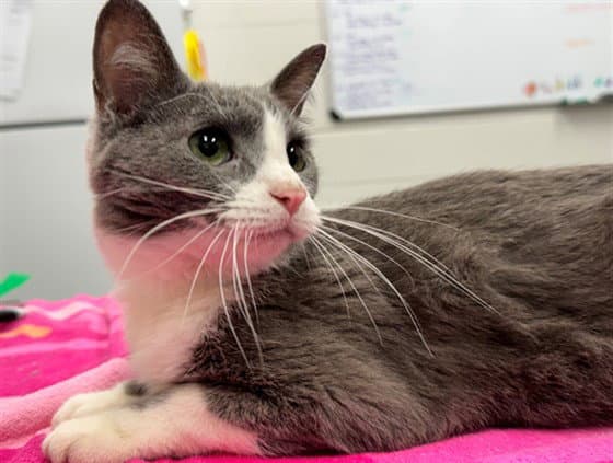 Fifty Four - Domestic Short Hair