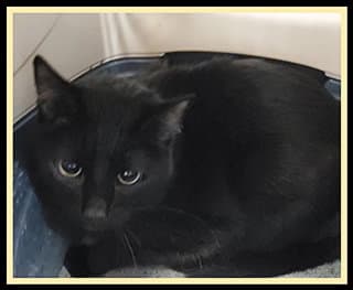 Robin - Domestic Short Hair