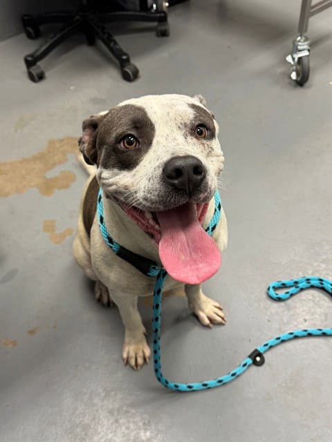 Calista - Pit Bull Terrier