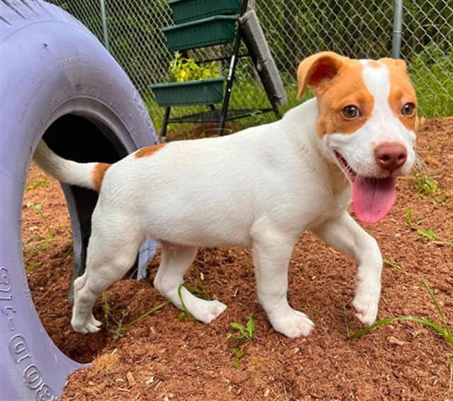 Tim - Pit Bull Terrier