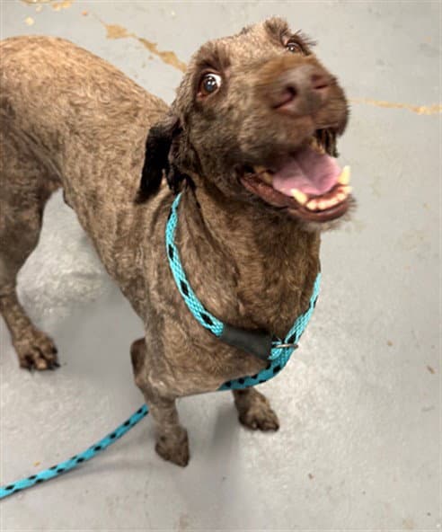 Cora - Poodle (Standard)