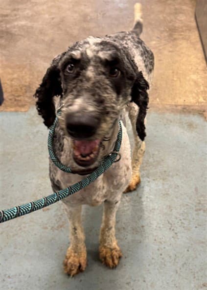 Randolph - Poodle (Standard)