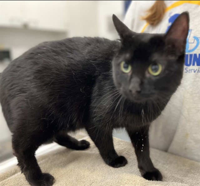 Two - Domestic Short Hair