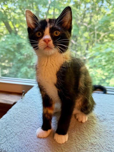 Lily - Domestic Short Hair