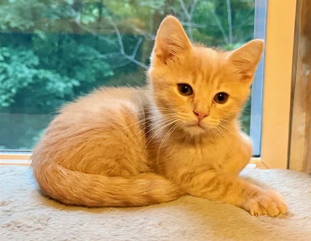 Teddy - Domestic Short Hair
