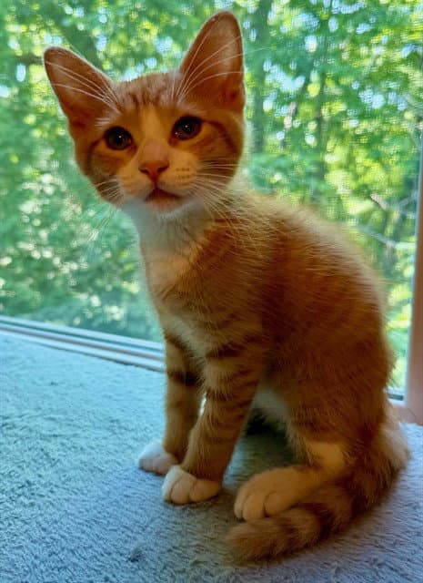Rocky - Domestic Short Hair