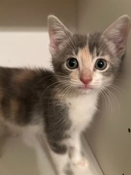 Carmela image 1