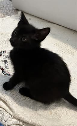 Frankie image 1