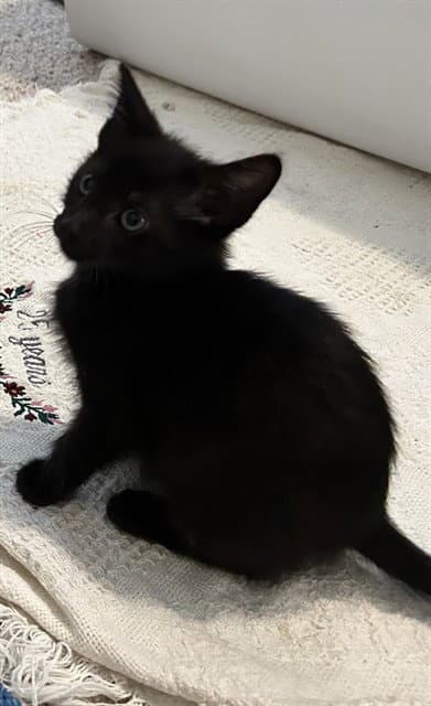 Frankie - Domestic Short Hair