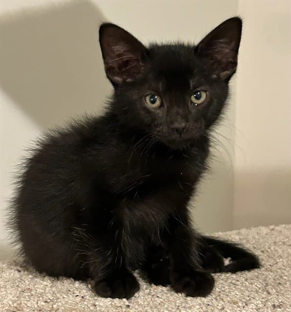 Paulie - Domestic Short Hair