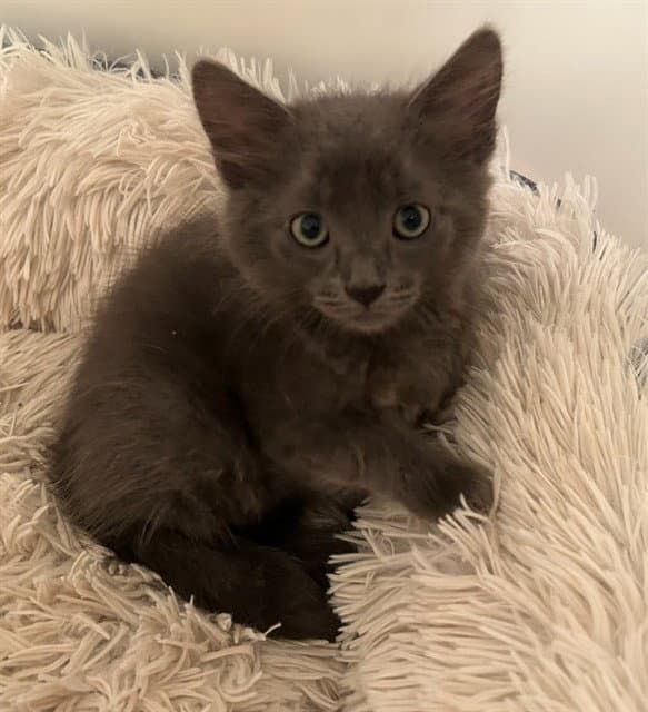 Uncle - Domestic Short Hair