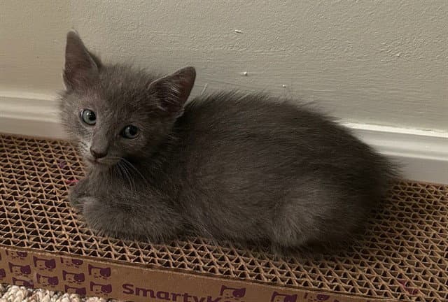 Artie - Domestic Short Hair