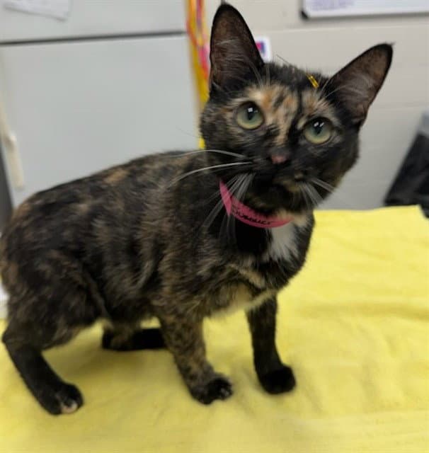Summer - Domestic Short Hair