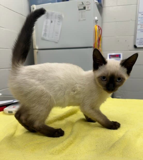 Red Bean - Siamese