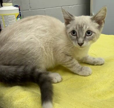 Rice - Siamese