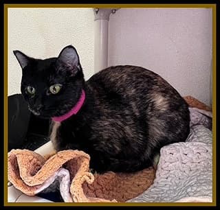 Skeeter - Domestic Short Hair