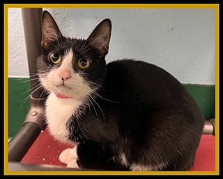 Ivy - Domestic Short Hair