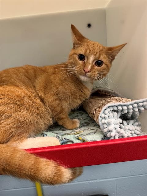 Siue - Domestic Short Hair