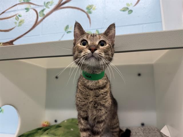 Decevia Mann - Domestic Short Hair