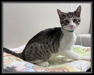 Axel - Domestic Short Hair