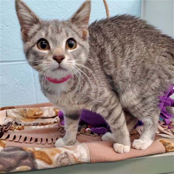 Matilda - Domestic Short Hair