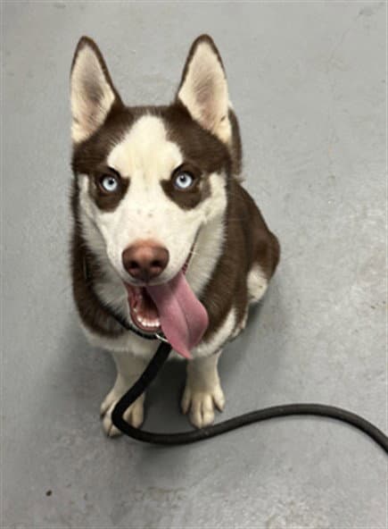 Rupert - Husky