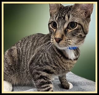 Cubby - Domestic Short Hair