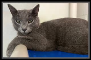 Fifty Six - Domestic Short Hair