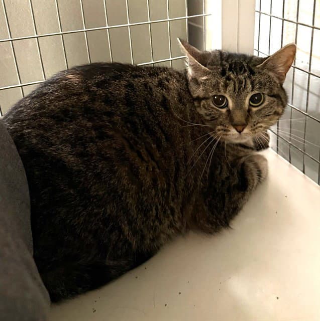 Jane Pawsten - Domestic Short Hair