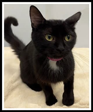 Dovey - Domestic Short Hair