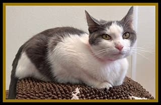 Vida Boheme - Domestic Short Hair