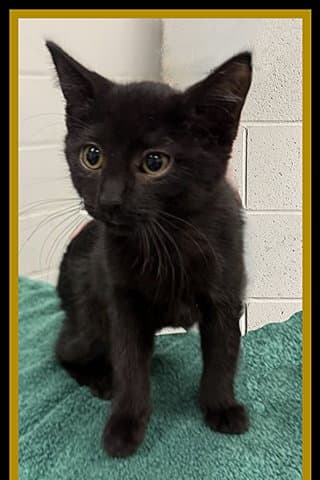 Jem - Domestic Short Hair