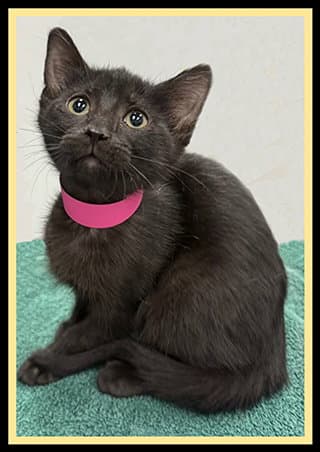 Boo - Domestic Short Hair