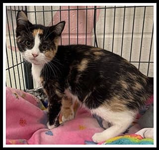 Willow - Domestic Short Hair