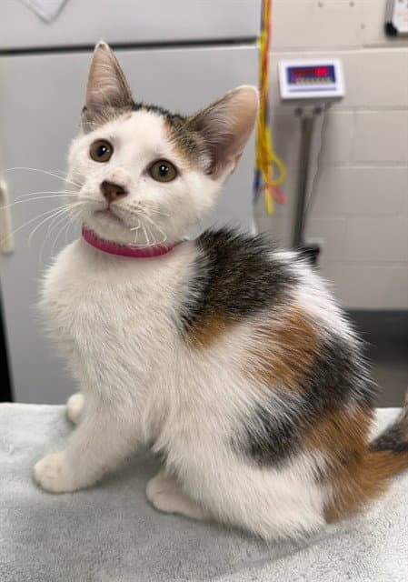 Thistle - Domestic Short Hair