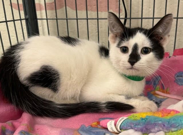 Jasper - Domestic Short Hair