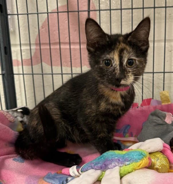 Cleo - Domestic Short Hair