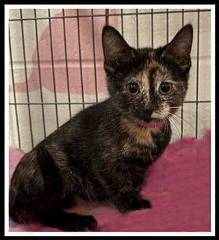 Cleo - Domestic Short Hair