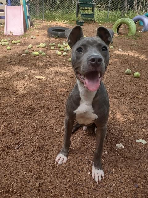 String Bean - Pit Bull Terrier