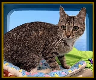 Martini - Domestic Medium Hair