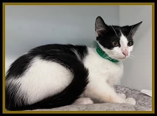 Thorfinn - Domestic Short Hair