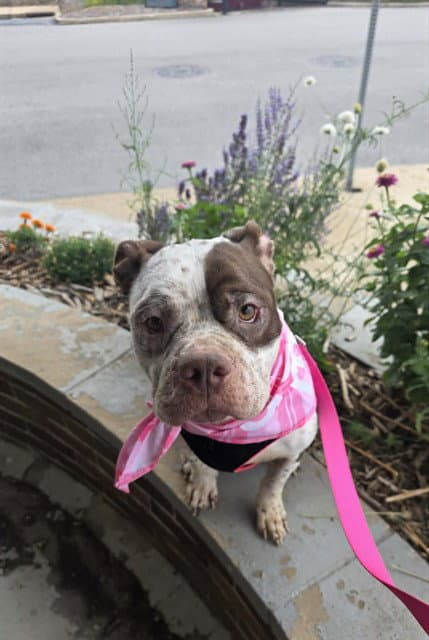 Sam Sparks - Pit Bull Terrier